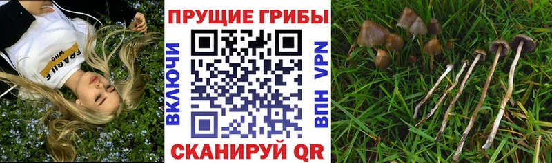 Галлюциногенные грибы GOLDEN TEACHER Купить где Вуктыл